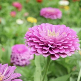 Benary's Giant Lilac, Zinnia Seeds